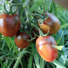 Tomate Long Bottle , 10 semillas (42)