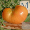Tomate  Loxton Lass , 10 semillas (113)