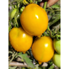 Tomate Miracle Of The World , 10 semillas (343)