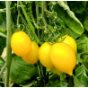 Tomate Piennolo Yellow of Vesuvio , 10 semillas (251)