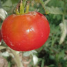 Tomate Polar Explorer , 10 semillas (75)