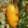 Tomate Roman Candle , 10 semillas (160)