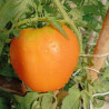 Tomate Russ Goldstier , 10 semillas (73)