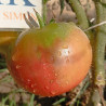 Tomate Russian Black , 10 semillas (219)