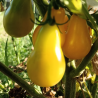 Tomate Yellow Bulb , 10 semillas (83)