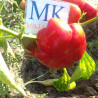 Topepo Rosso,10 semillas,Capsicum annuum (278)