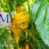 Trinidad Scorpion Green , 10 semillas , Capsicum chinense (174)