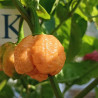 Trinidad Scorpion Moruga Orange , 10 semillas , Capsicum chinense (532)