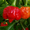 Trinidad Scorpion Moruga Red, 10 semillas,Capsicum chinense  (10)