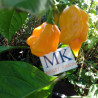 Trinidad Scorpion Moruga Yellow , 10 semilla , Capsicum chinense (358)