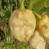 Trinidad Scorpion Mustard  X  Jolokia White ,10 semillas Capsicum chinense (504)
