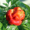 Trinidad Scorpion Sunrise , 10 semillas (9)