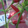 XIGOLE , 10 semillas , Capsicum annuum  (253)