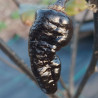 Yaki Blue , 10 semillas , capsicum chinense (524)